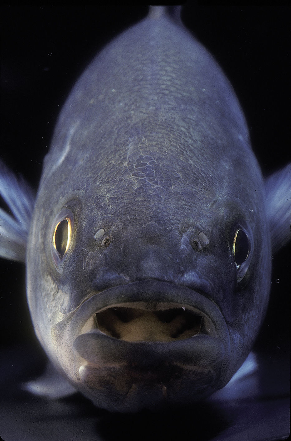 Striped bass closeup